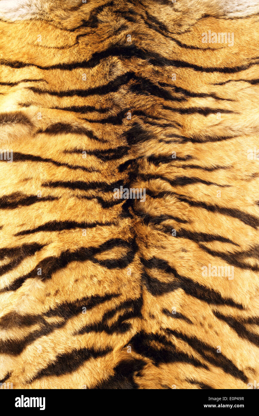 Strisce nere tiger pelt, real fur texture su animale Foto Stock