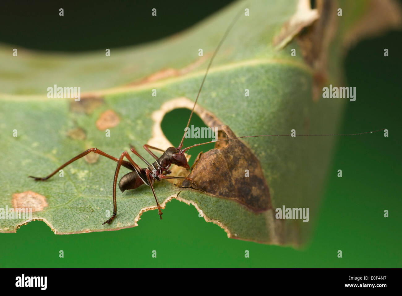 I capretti Australian gum katydids foglia (Torbia viridissima) sono ant imita Foto Stock