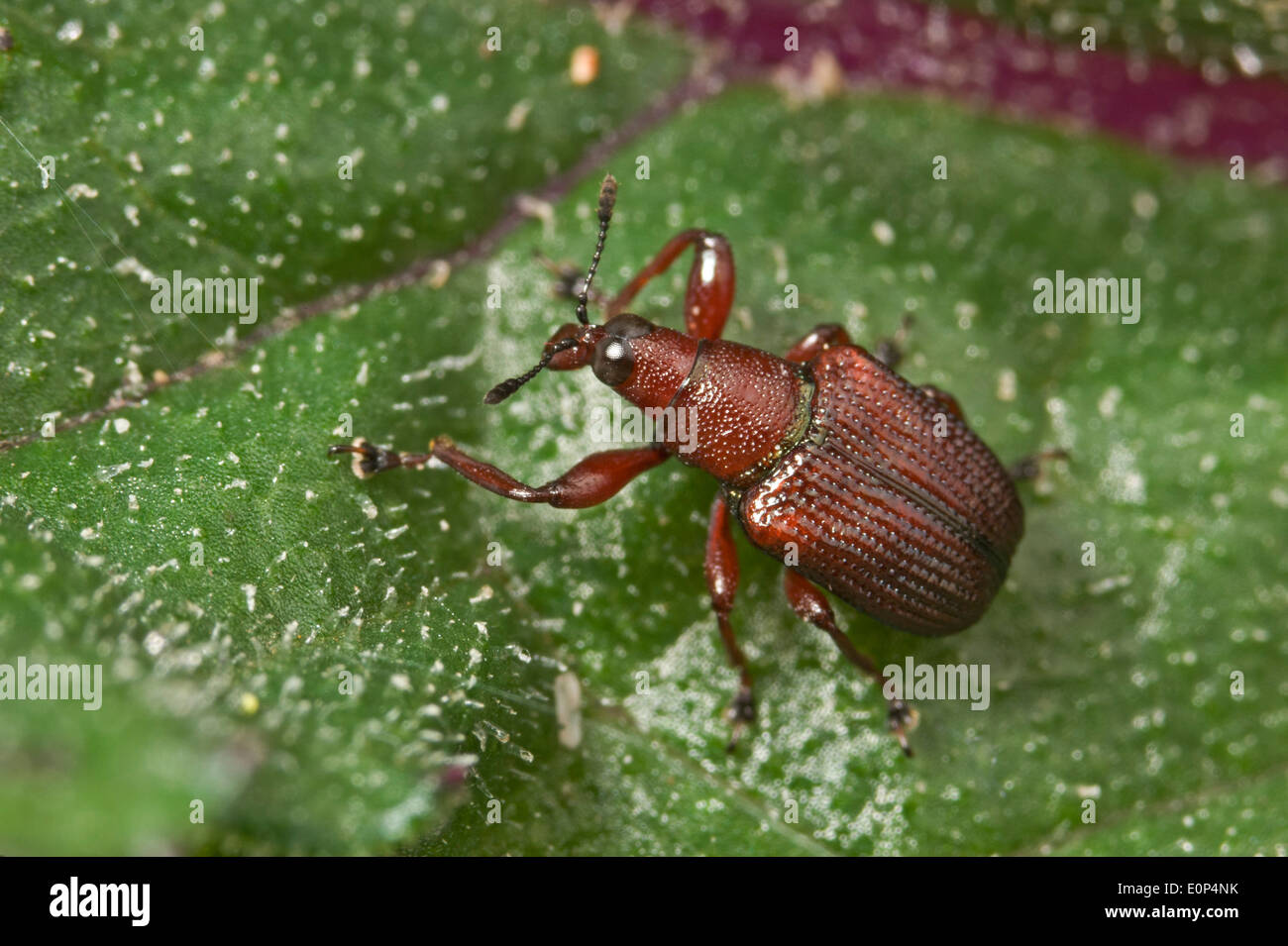 Rosso marrone foglia-curculione di laminazione Foto Stock