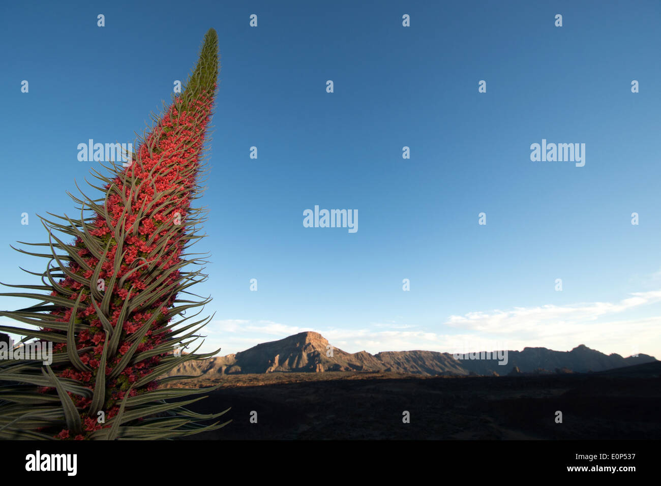 Echium wildpretii pianta e area del vulcano intorno al monte teide tenerife, Spagna Foto Stock