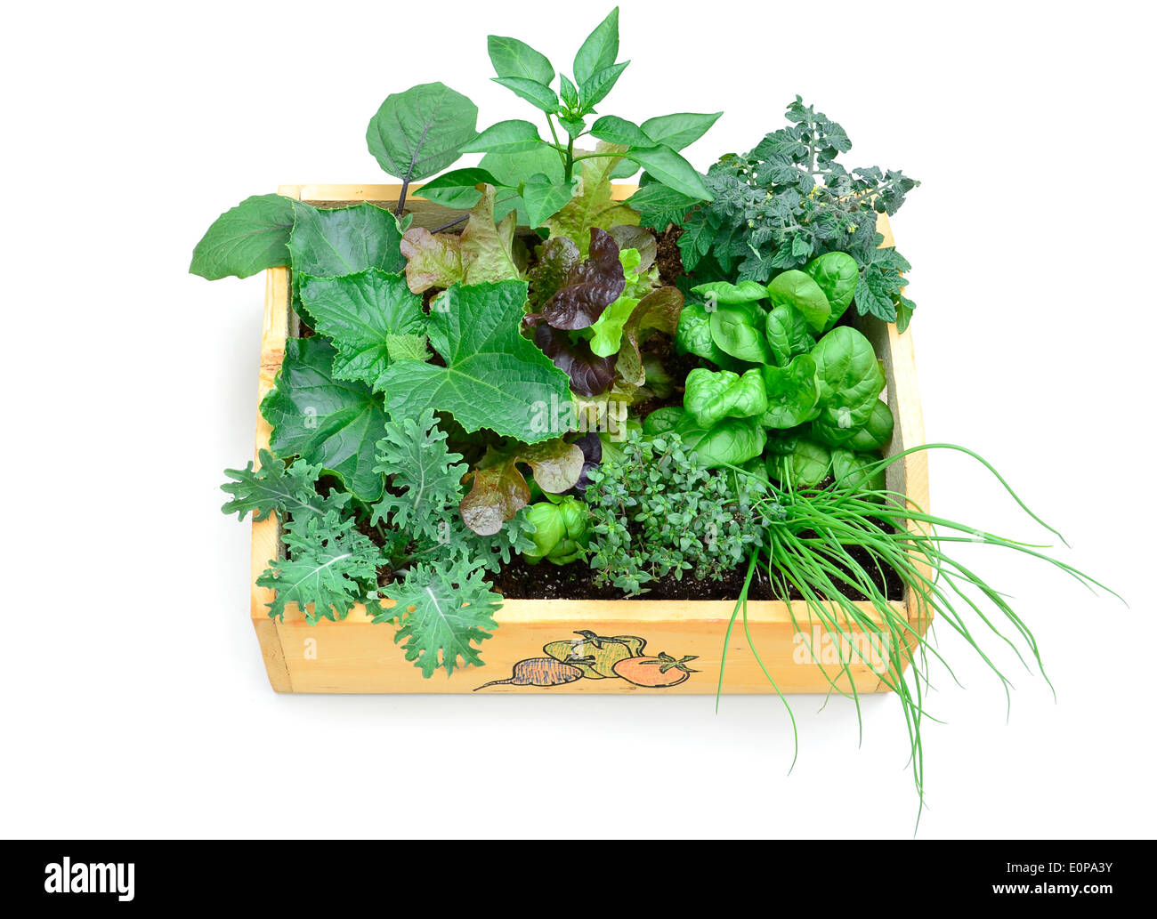 Una varietà di insalate piantate in una piccola scatola di legno e pronto per il primo raccolto Foto Stock