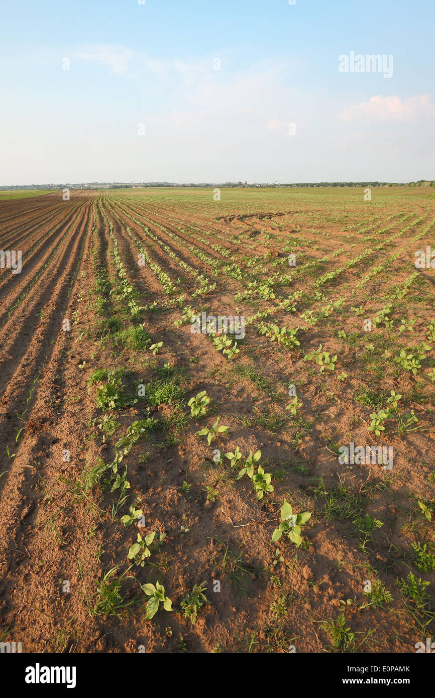 Agricoltura Foto Stock