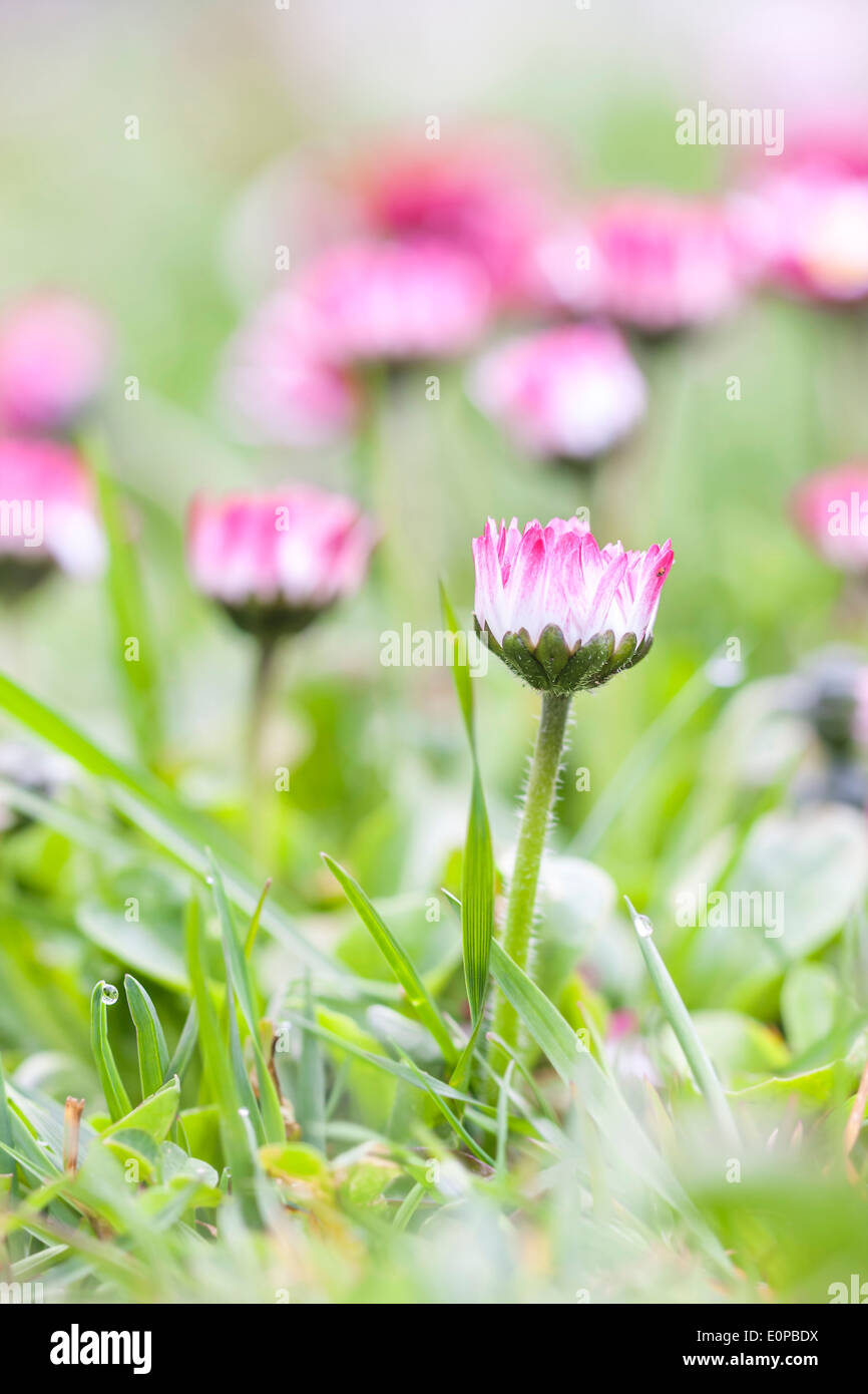 Pink daisy fiori crescono tra erba verde in giardino Foto Stock