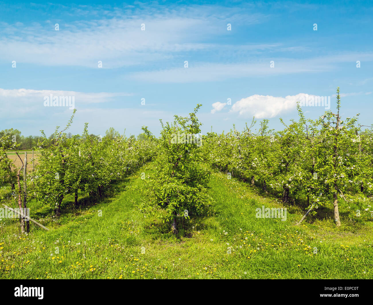 Albero di Apple orchard in primavera Foto Stock Albero di Apple orchard in primavera Foto Stock