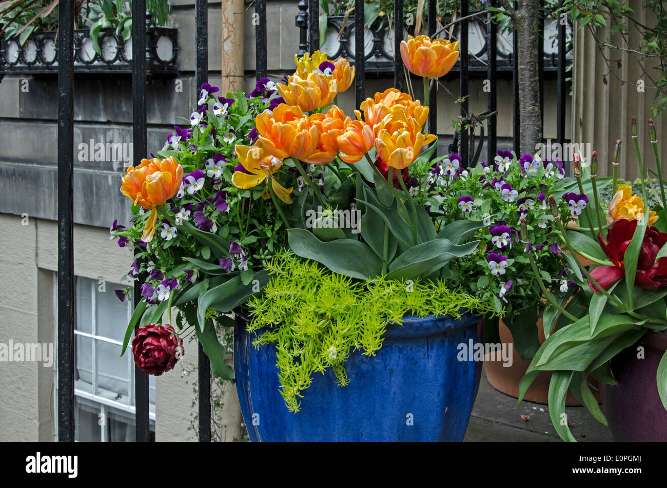 Una piantatrice con un array misti di fiori di primavera su una porta nella zona nuova di Edinburgo. Foto Stock