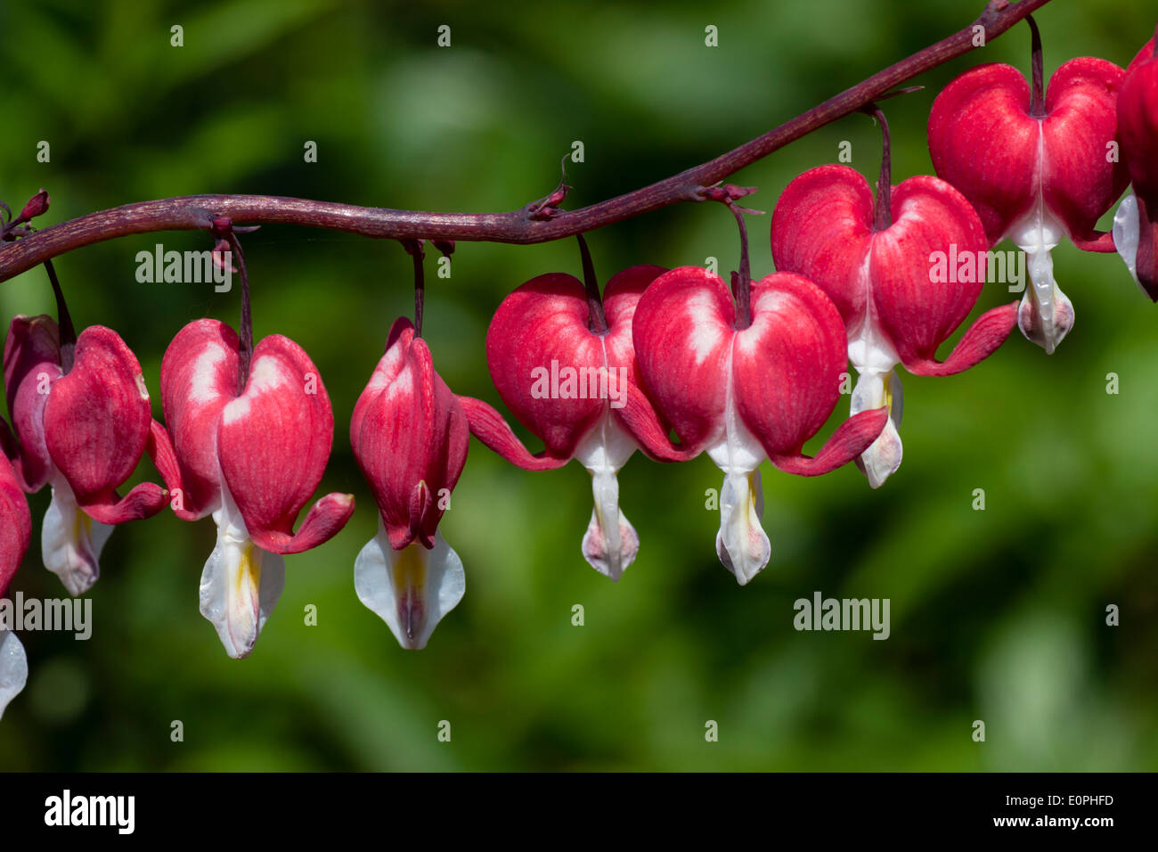 I fiori del cuore di sanguinamento, Lamprocapnos () Dicentra spectabilis "San Valentino" Foto Stock