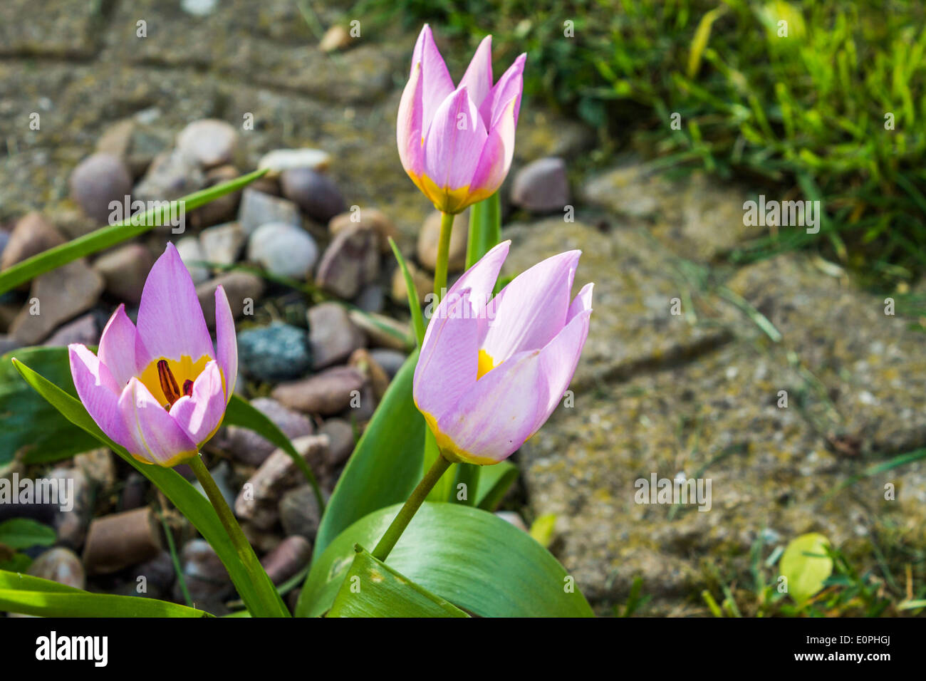 Immagine ravvicinata di tre tulipani viola Foto Stock