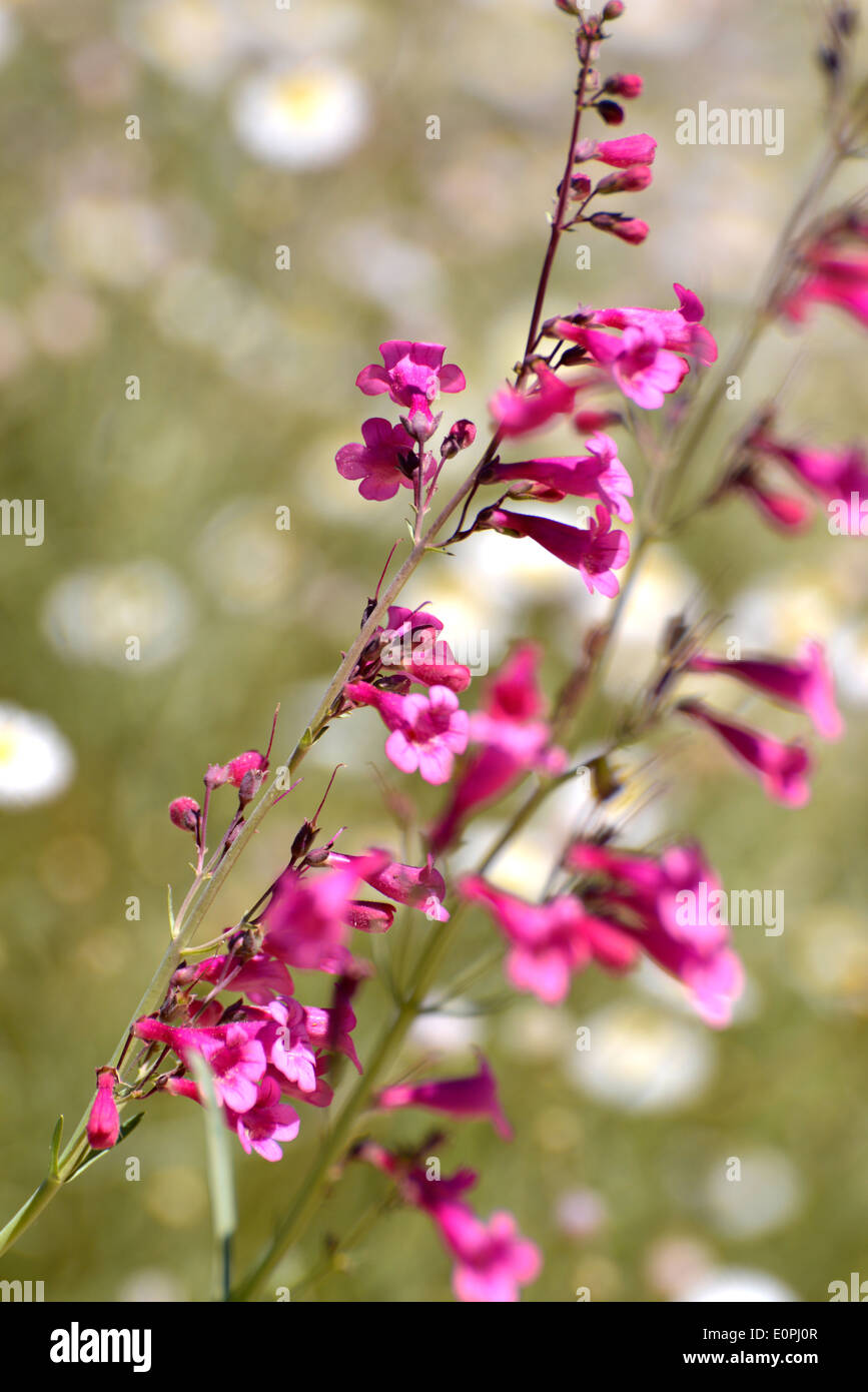 Fiori selvaggi crescono lungo il deserto Loop Trail all'Arizona-Sonora Desert Museum, Tucson, Arizona, Stati Uniti. Foto Stock