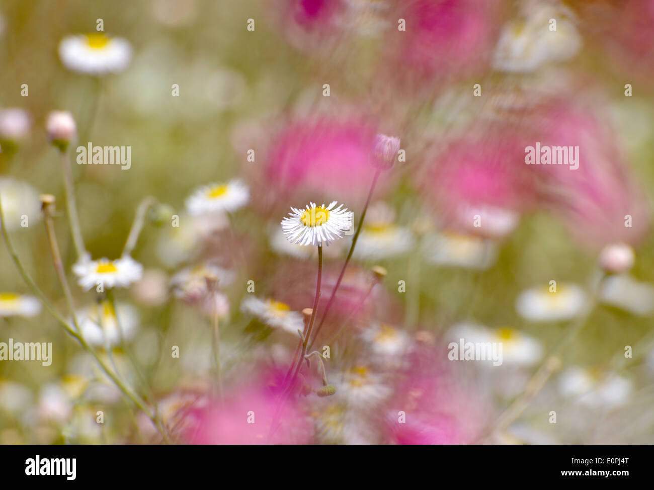 Fiori selvaggi crescono lungo il deserto Loop Trail all'Arizona-Sonora Desert Museum, Tucson, Arizona, Stati Uniti. Foto Stock