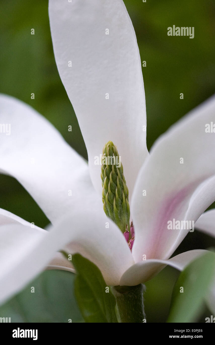 X Magnolia soulangeana 'Alexandrina' Fiore. Foto Stock