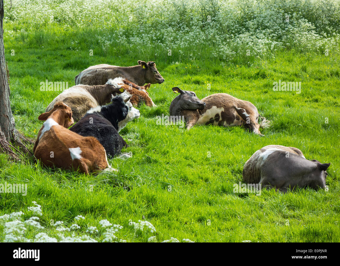 Mandria di mucche al pascolo a riposo in un prato estivo Foto Stock