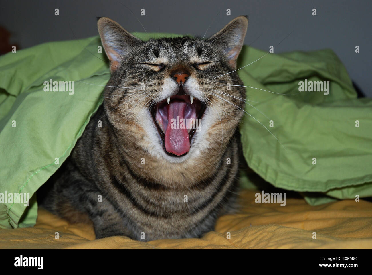 Tabby cat sbadigli ampia sotto il foglio verde Foto Stock