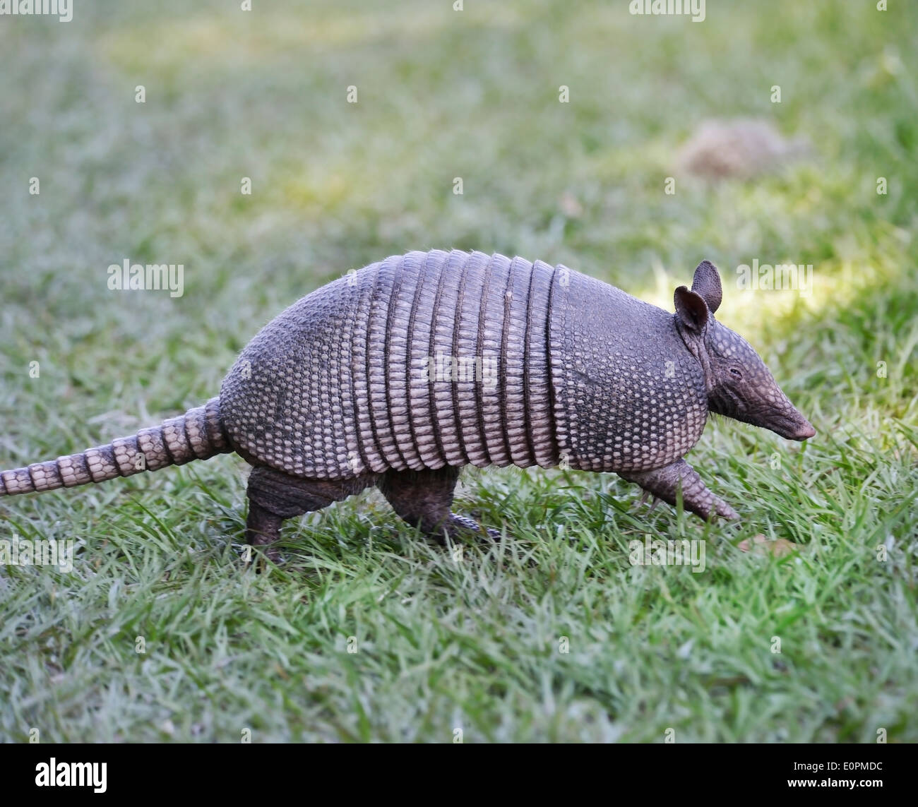 Armadillo camminando in Florida cerchio B Bar riserva Foto Stock