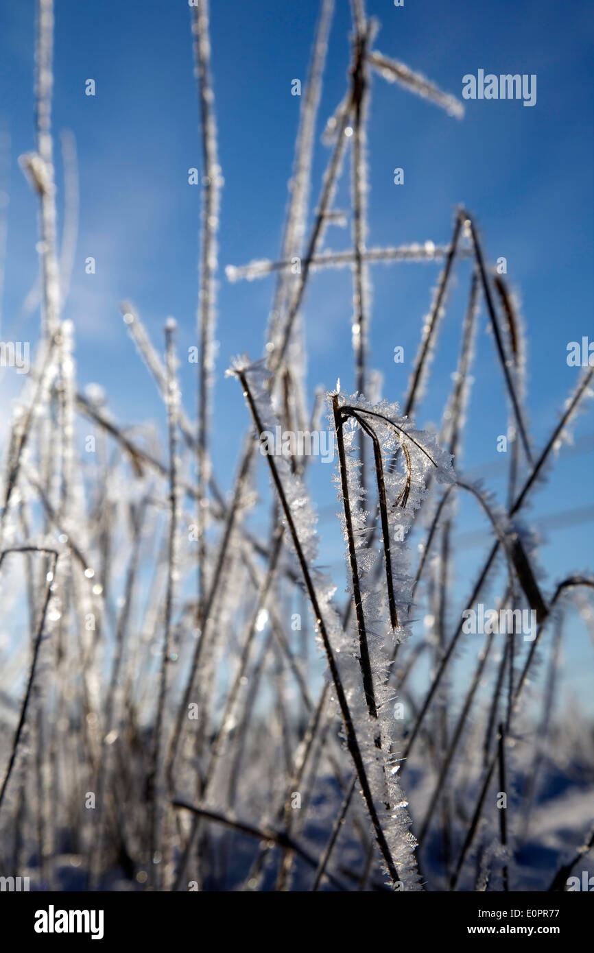 Icy congelati cannucce nel freddo inverno pieno di sole meteo Foto Stock