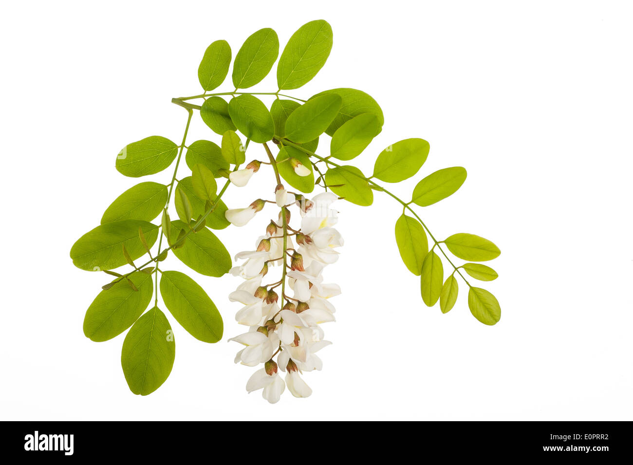 Ramo di bianco fiori di acacia isolato su bianco Foto Stock