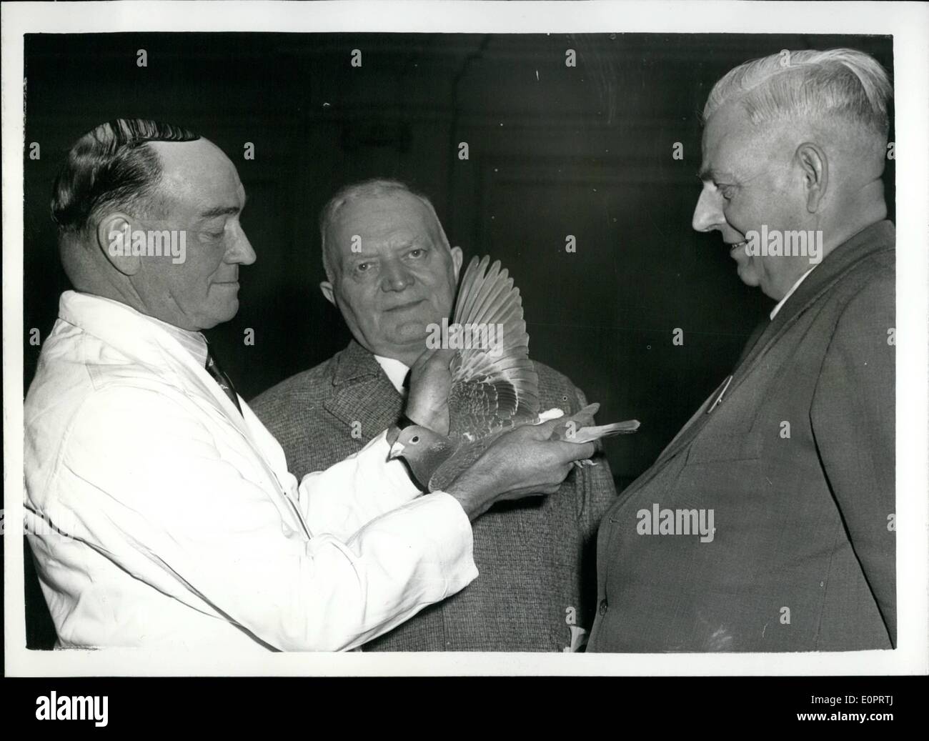 Nov. 11, 1956 - Il vecchio compagno Racing Pigeon Show: i vecchi compagni annuale Piccione Racing Show è aiuto di fonda la stella e Gardner home per disabili soldati - è in corso presso il Royal Horticultural Hall. La foto mostra il sig. A.R Smillie - Segretario scozzese della unione di homing a giudicare dei piccioni viaggiatori per il ''Best In Show'' Cup - guardati dal centro:- Sig. J. Luyten di Amsterdam - V/Pres. del Royal Piccione belga Federazione - e a destra il sig. W. Otterpohl di Westfalia, Germania..Essi sono stati anche i giudici in mostra. Foto Stock