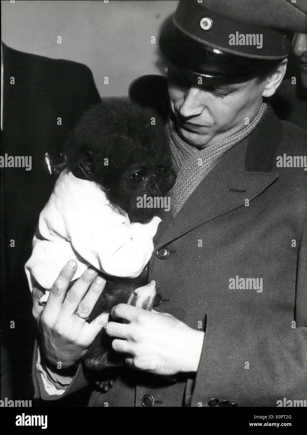 05 dicembre 1956 - Knorke'' atterrato all'aeroporto di Berlino: Nel 1945 lo Zoo di Berlino perse l'ultimo Gorilla. Appena ora il 4 dicembre un nuovo bambino di gorilla è stato portato allo Zoo di Berlino con n aereo. È stato accolto come una stella di sceen. I fotografi e i reporter diuna volta avevano un nome per il piccolo gorillla. Lo chiamarono ''Knorke'' che significa nello slang di Berlino 'molto bene' Foto Stock