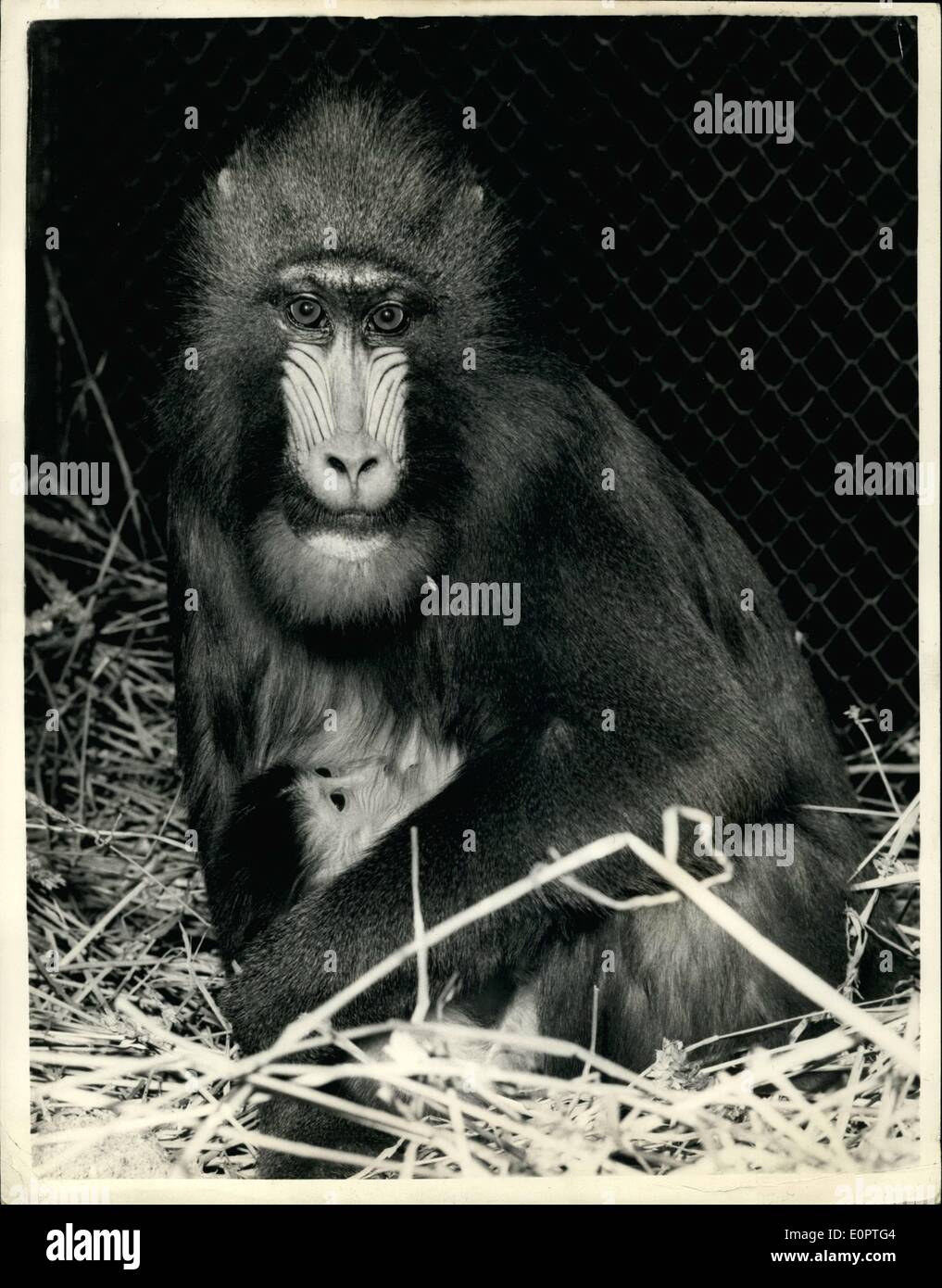 Il 12 Dic. 1956 - London Zoo esordiente-un babbuino bambino fa il suo debutto: Lo Zoo di Londra il nuovo arrivato è un babbuino, ora di due giorni, che è stata battezzata ''George''. Sua madre, Peppita, è un mandrill dall Africa occidentale, una delle scimmie con la scarlet e blu brillante marcature facciali, che sempre lo Zoo di incuriosire il visitatore. Raramente Mandrills razza in cattività un sebbene questo sia Peppita la seconda baby Zoo. Il suo primo, Georgina, sono morti entro un anno di nascita durante un che trasformarono la casa di scimmia Foto Stock