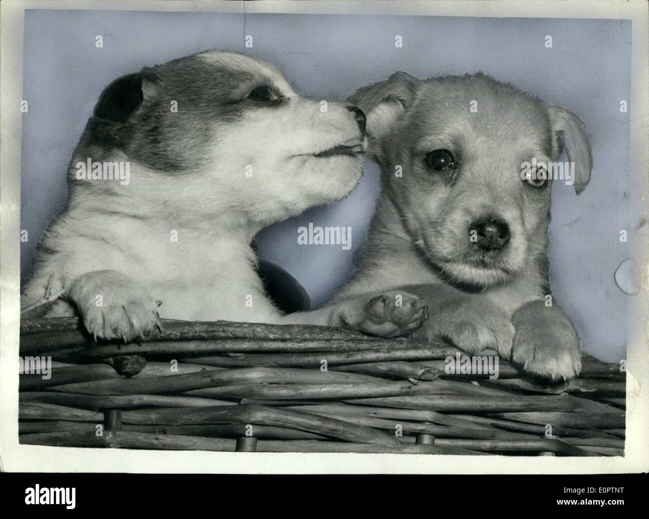 Febbraio 23, 1957 - 23-2-57 cinque settimane vecchio cucciolo abbandonato nella casella Telefono. Doggy intervista . A cinque settimane vecchio cucciolo di Labrador è stato trovato in una cabina telefonica in Whitehall, ieri e sta per essere curati presso la clinica R.S.P.C.A., Kensal Green. Keystone Foto Mostra: il cucciolo sulla destra, ascolta le poche parole di consigli da parte di un altro detenuto presso la clinica di questa mattina. Abbandonato il cucciolo ha un occhio azzurro e uno marrone. Foto Stock