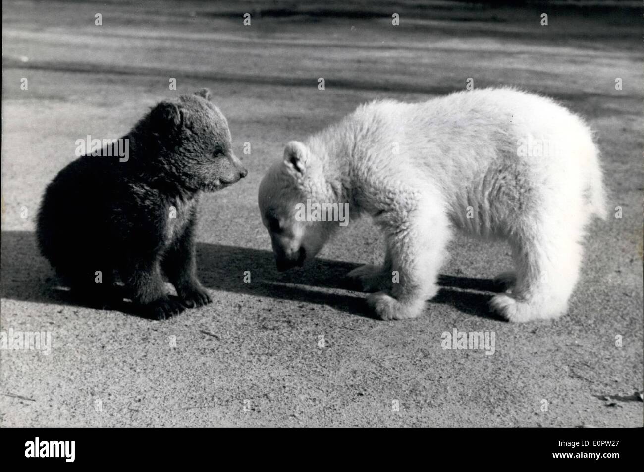 Mar 03, 1957 - ''il perdono, il mio nome è Max, mi piacerebbe avere un j con voi miei cari" dice 4 mesi di età di ghiaccio-bear" a funny 3 mese-vecchio orso bruno Petzi. Questi due sono stati messi togehthex, di recente, nel giardino zoologico di Nurember fecero frtends, in una sola volta. Foto Stock