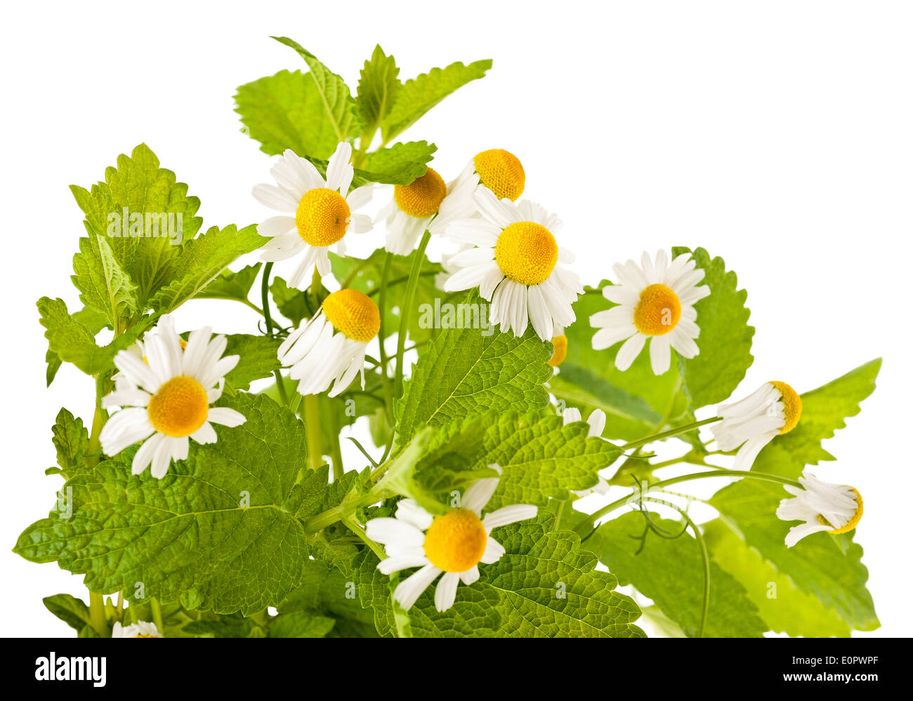 Fiore Di Melissa Immagini E Fotos Stock Alamy