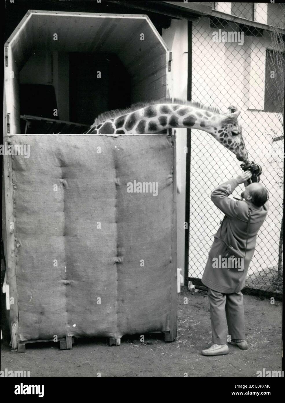 Apr. 15, 1957 - nella foto è ''Kenia'' la giraffa. Ella è stata venduta a un zoo olandese. Questa è stata la fine di un piuttosto imbarazzante storia. Una divisione giocattolo stampata una immagine di un vero giraffe, dichiarando che ''7.500 Gulden(Abt. 8,250 DM) per una giraffa non è troppo male. Chi può fornire questa giraffa con buoni alloggi?'' in seguito hanno avuto l' imbarazzo quando uno zoo a Wassenaar richiesto una giraffa presso il detto prezzo. Il prezzo effettivo di una giraffa è stata 12.500 DM, ma poiché essi pubblicizzati il giocattolo come un vero e proprio la giraffa, hanno dovuto prendere un 4.200 DM perdita e mordere il proiettile. Foto Stock