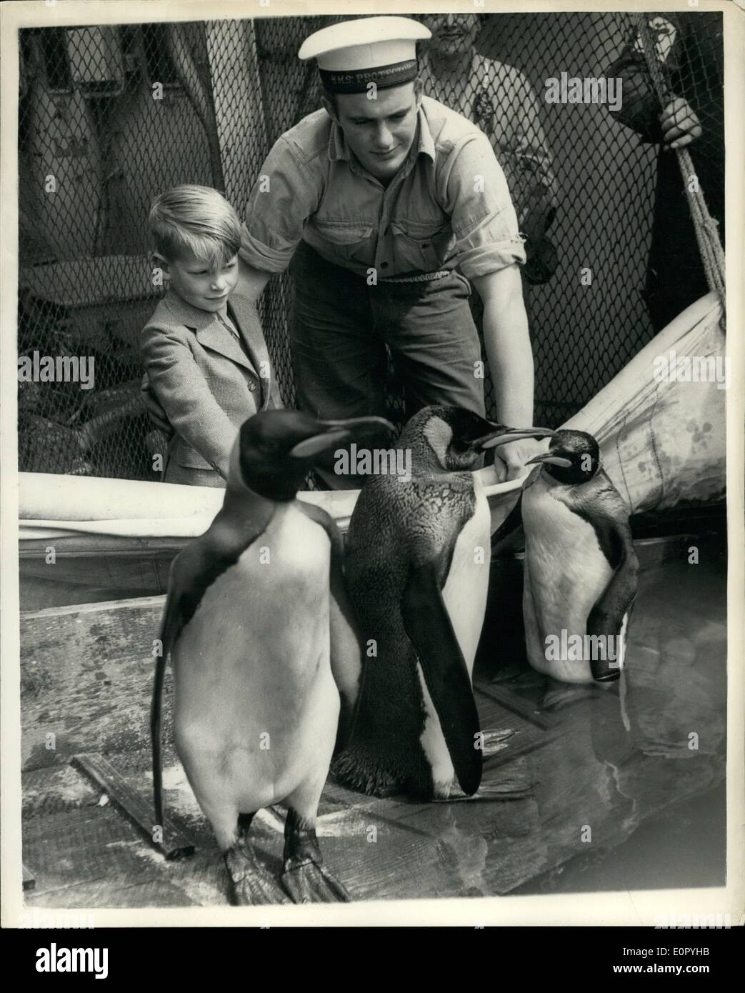 Maggio 05, 1957 - Protezione H.M.S arriva a Portsmouth: Antartico guardship H.M.S. Protector è arrivato a Portsmouth ieri dopo il servizio con le isole Folkland dipendenze. Hanno portato a casa sei Re pinguini per lo Zoo di Londra. La foto mostra tre del re pinguini raffigurata sul bordo del protettore dopo l'arrivo a Portsmouth ieri. Foto Stock