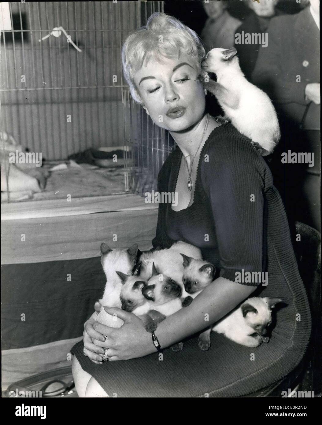 16 dic 1957 - National Cat Club Show ad Olimpia: mostra fotografica di Miss Pamela verde che è un editore di Cat calandre rende amici con un po' di guarnizione otto punto siam ese gattini presso il National Cat Club Show ad Olympia questa mattina. Foto Stock