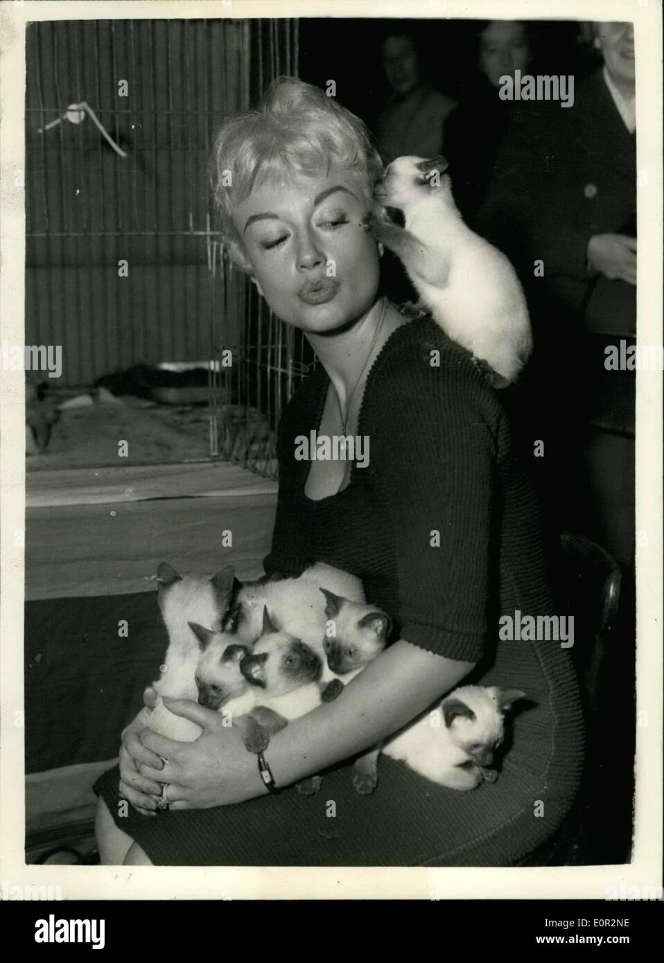 16 dic 1957 - National Cat Club Show ad Olimpia: mostra fotografica di Miss Pamela verde che è un editore di 'gatto calandre' - rende amici con una cucciolata di otto punti di tenuta Gattini siamese presso il National Cat Club Show ad Olympia questa mattina. Foto Stock