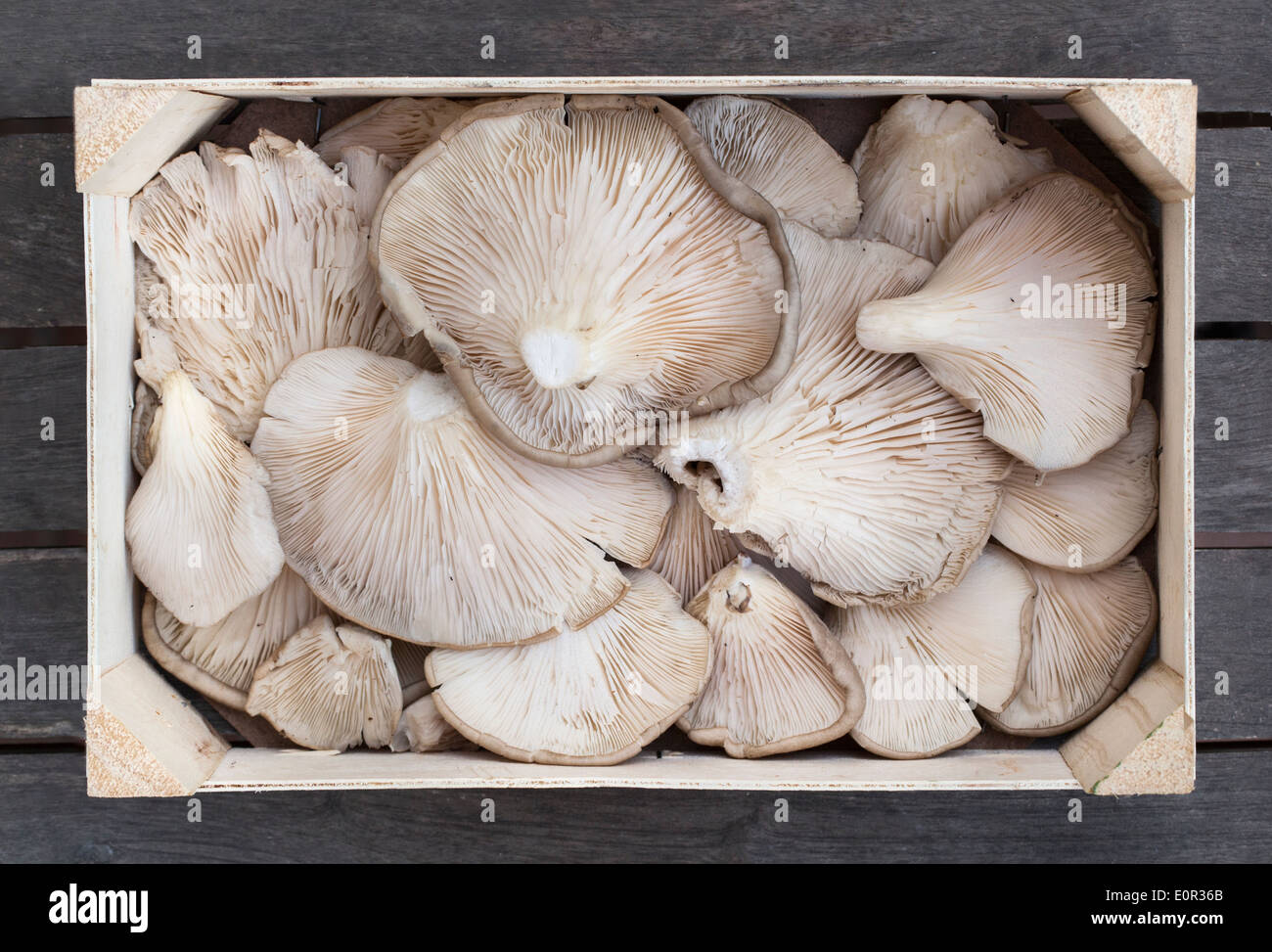 Scatola di legno di ostrica fresca (funghi Pleurotus ostreatus) Foto Stock