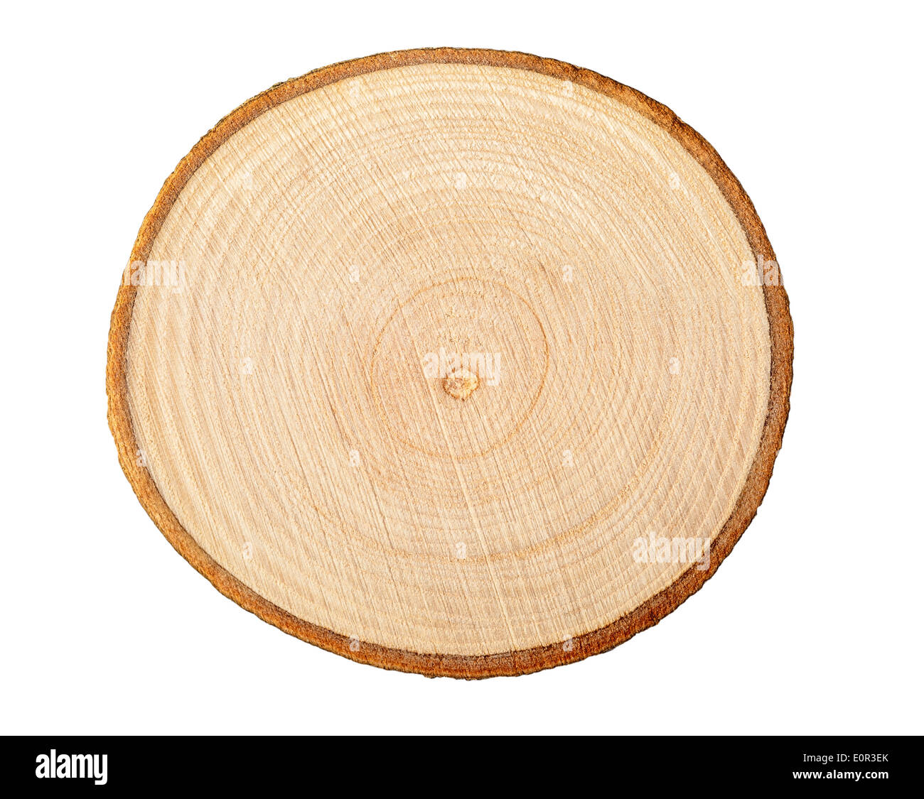 Sezione di tronco di albero che mostra gli anelli di crescita su sfondo bianco Foto Stock Sezione di tronco di albero che mostra gli anelli di crescita su sfondo bianco Foto Stock