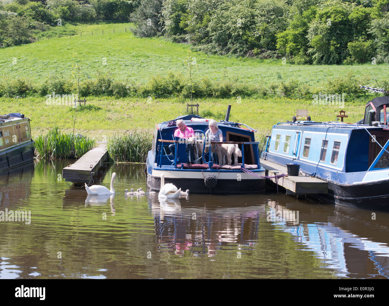 Famiglia di cigni e cygnets passando giovane sulla barca stretta Leeds e Liverpool canal barnoldswick, Lancashire, Regno Unito Foto Stock