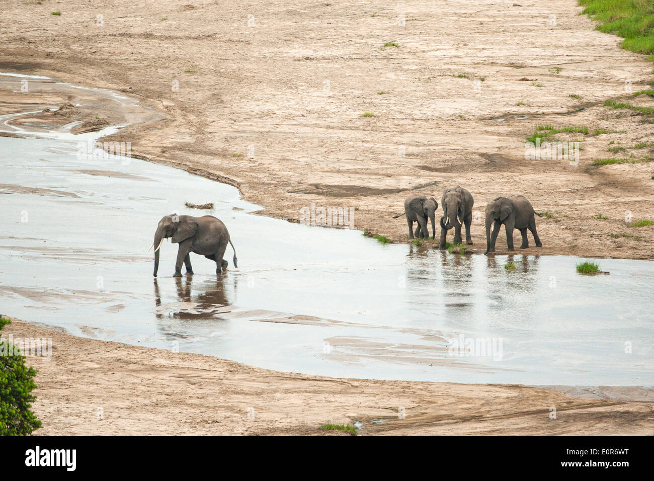 Elefante africano (Loxodonta africana) al foro di irrigazione. Fotografato in Tanzania Foto Stock