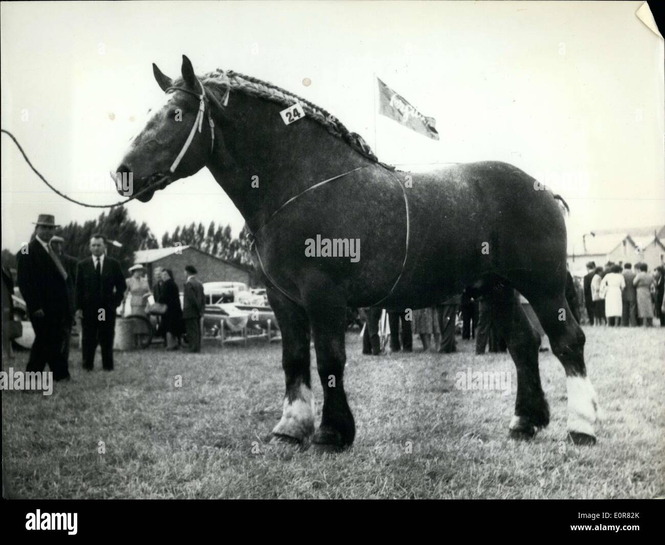 Lug. 29, 1958 - Campione di cavalli da corsa Foto Stock