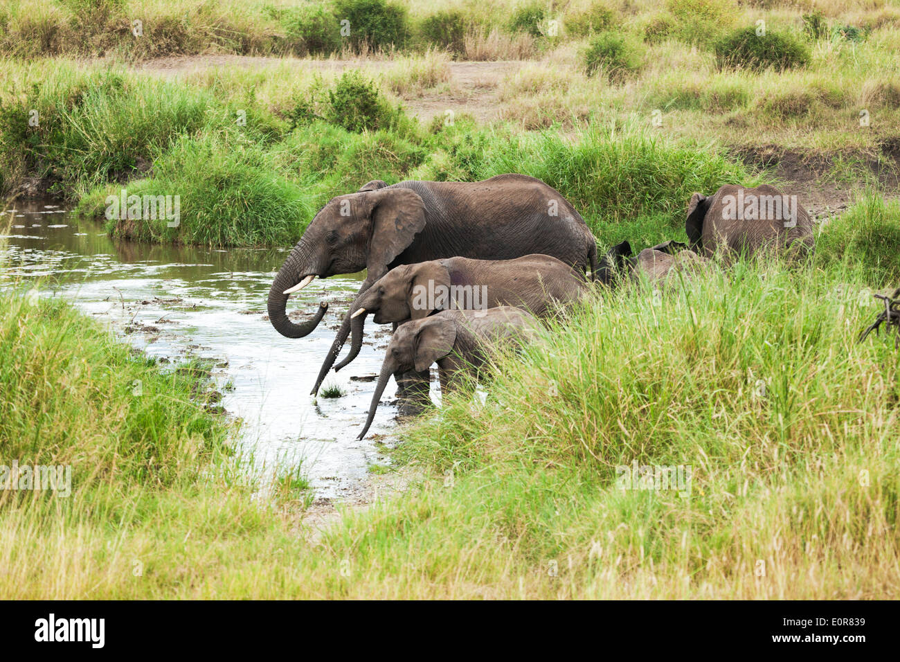Elefante africano (Loxodonta africana). Fotografato in Tanzania Foto Stock