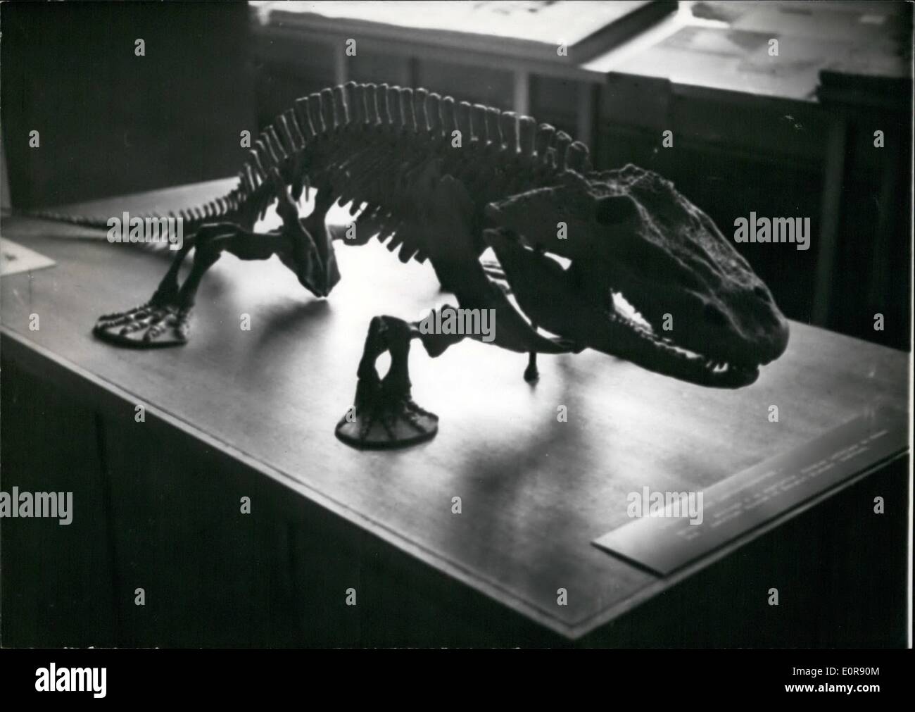 Agosto 08, 1958 - animali preistorici in mostra nel museo di Parigi i resti di animali preistorici scoperti in diverse parti del mondo sono ora in mostra nel Museo di Storia Naturale di Parigi. La foto mostra lo scheletro di un Eryops scoperto in Texas. Foto Stock