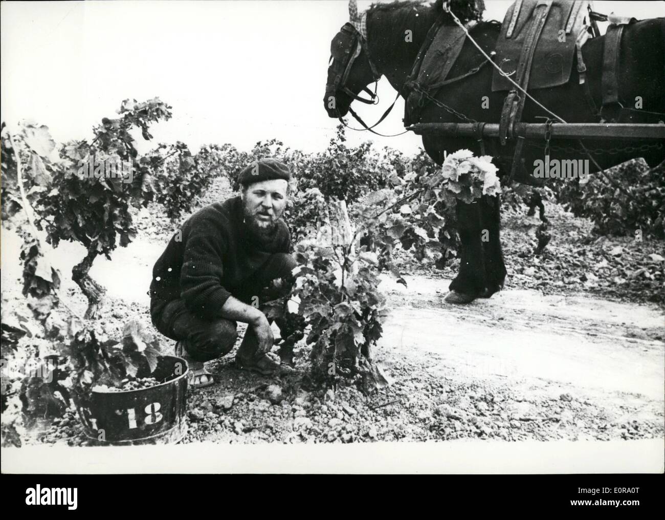 Sett. 09, 1958 - romanziere inglese la raccolta delle uve nel sud della Francia: Jack Wilder, un giovane romanziere inglese, è ora la raccolta delle uve a Les Corbieres, nel sud ovest della Francia, detto martinetto: Questa è la più gloriosa passatempo che ho avuto per anni. La foto mostra il Jack Wilder nel vigneto. Foto Stock