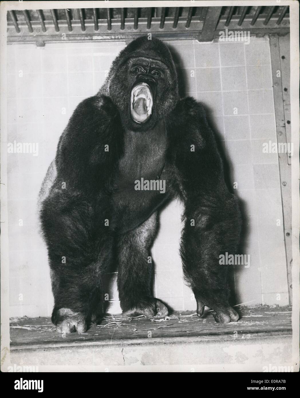 Nov. 11, 1958 - Soddisfare Guy - Il mondo più magnifica antrale: un impressionante immagine del London Zoo 11 1/2-anno-vecchio gorilla Foto Stock