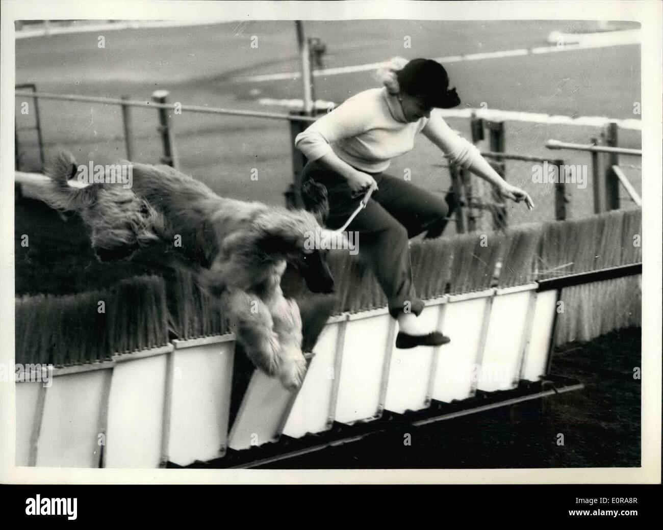 Nov. 11, 1958 - Levrieri Afghani in prova alla nuova croce Stadium: Levrieri Afghani posseduto dalla sig.ra Jean Briggs dovevano essere visto essendo 'schooled'' a New Cross Stadium questa mattina dietro la lepre elettrico. La sig.ra Briggs è stato dato il permesso di addestrare i cani a nuova croce anche se non vi è alcuna possibilità di gareggiare contro i levrieri o concorrenti in un levriero riunione. Essi potrebbero poi inseguire il manichino lepre - e la serata può essere utilizzato in un ''Cavalcata di velocità'' display come essi sono ancora nel ''Kindergarten'". La foto mostra la signora Foto Stock