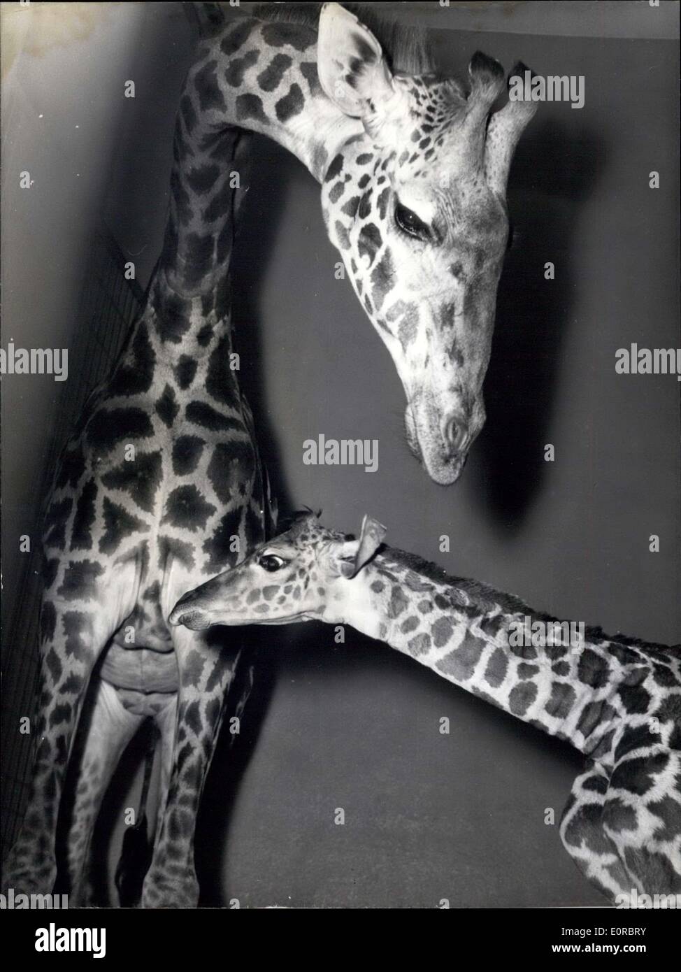 Gen 01, 1959 - ''Ngoro'' il terzo bambino di una giraffa in lo Zoo di Francoforte : Ngoro è il terzo giraffe che nasce nel giardino zoologico di Francoforte. 1953 La giraffa - genitori ''Otto'' e ''Lotte'' è venuto a Francoforte. 1955 Il primo bambino è nato, e un paio di giorni Otto e lotte divenne un figlio che era di circa 2 metri di altezza quando è nato, e che avrà il nome africano ''Ngoro''. La foto mostra la madre Lotte con suo figlio. Foto Stock