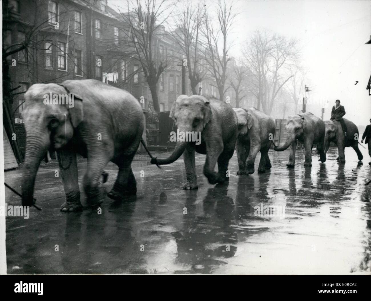 Il 12 Dic. 1958 - animali arrivano per Bertram Mills Circus: Foto mostra una linea di elefanti nella foto che arrivano a Olympia oggi, dove la Bertram Mills Circus si apre su dicembre 19th. Foto Stock