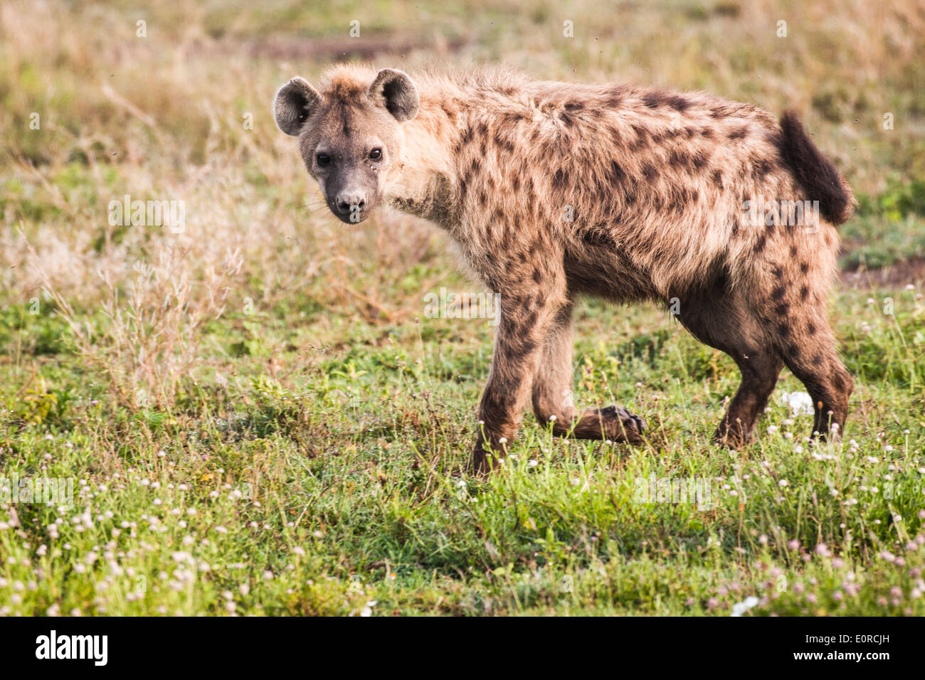 Spotted Hyena (Crocuta crocuta). Fotografato in Tanzania Foto Stock
