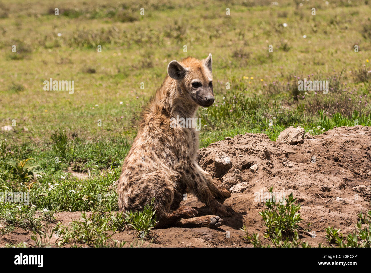 Spotted Hyena (Crocuta crocuta). Fotografato in Tanzania Foto Stock