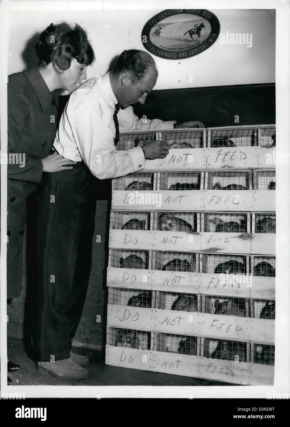 Febbraio 02, 1959 - Stirling Moss e suo padre raccogliere i loro cincillà: Racing driver, Stirling Moss e suo padre, agricoltore Alfred Moss, chi sono in chinchilla Vendita di soluzioni di business, questo pomeriggio è andato a Aeroporto di Londra per raccogliere la loro prima partita di 60 cincillà dal Canada. Il cincillà rimarranno al sig. pasticcio's farm a Tring fino a quando esse sono messe all'asta. Mostra fotografica di Stirling Moss e sua moglie, Katie, raffigurato all aeroporto di Londra con alcuni dei cincillà, dopo l'arrivo dal Canada. Foto Stock