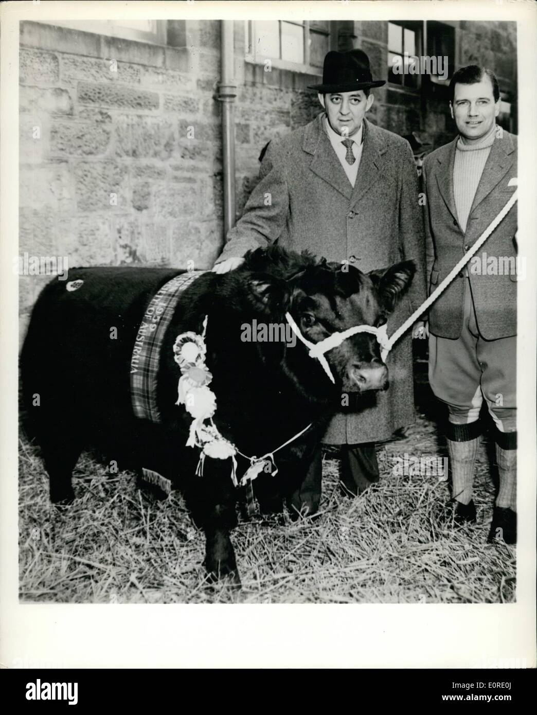Febbraio 02, 1959 - 3500 Champion acquistati per Stati Uniti: 3.500, il più alto mai per un toro a Aberdeen Angus mostra e vendita a Perth, Scozia, è stato pagato per i 13 mesi di età, campione di elevare di Eastfield. L'acquirente era il sig. Robert A. Graaham di Shadwell, Virginia, che era tra gli allevatori americani che hanno pagato un totale di 21,567 per 12 tori e divenne il più grande acquirente nei due giorni della manifestazione alla quale molti paesi sono stati rappresentati. Mostra fotografica di elevare di Eastfield con (sinistra) Il sig. Lester Leachman che hanno fatto acquisti per il sig. Graham e il sig. T Foto Stock