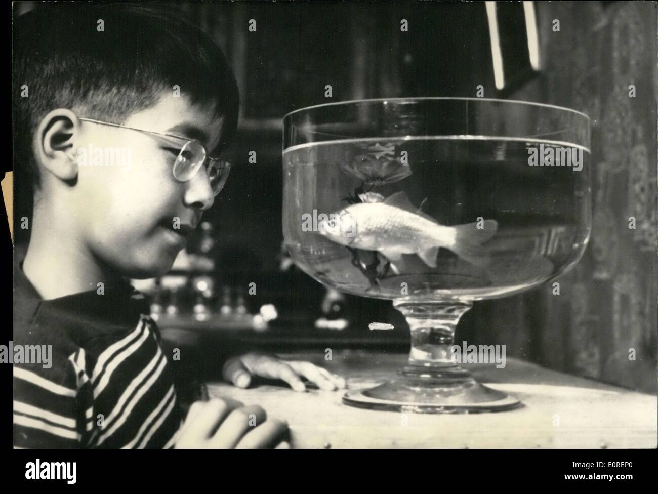 Apr. 04, 1959 - Questo Goldfish sarà una star del Festival Internazionale del Cinema di Cannes: Questo goldfish è il principale protagonista del film ''Storia di un pesce''. Questo pesce italiano è stato scelto tra centinaia di pesci e rappresenterà la Francia al festival internazionale del cinema di Cannes, a breve film categoria. Foto Stock