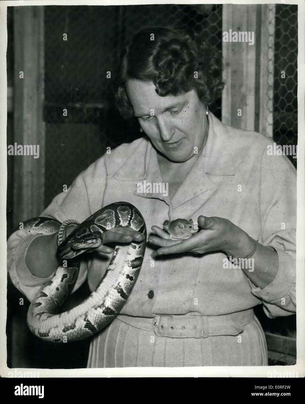 Apr. 30, 1959 - donna accusata di terrificanti un mouse. La signora Phyllis Cooper, 45 enne vedova che corre a Portsmouth pet shop, è stato Foto Stock