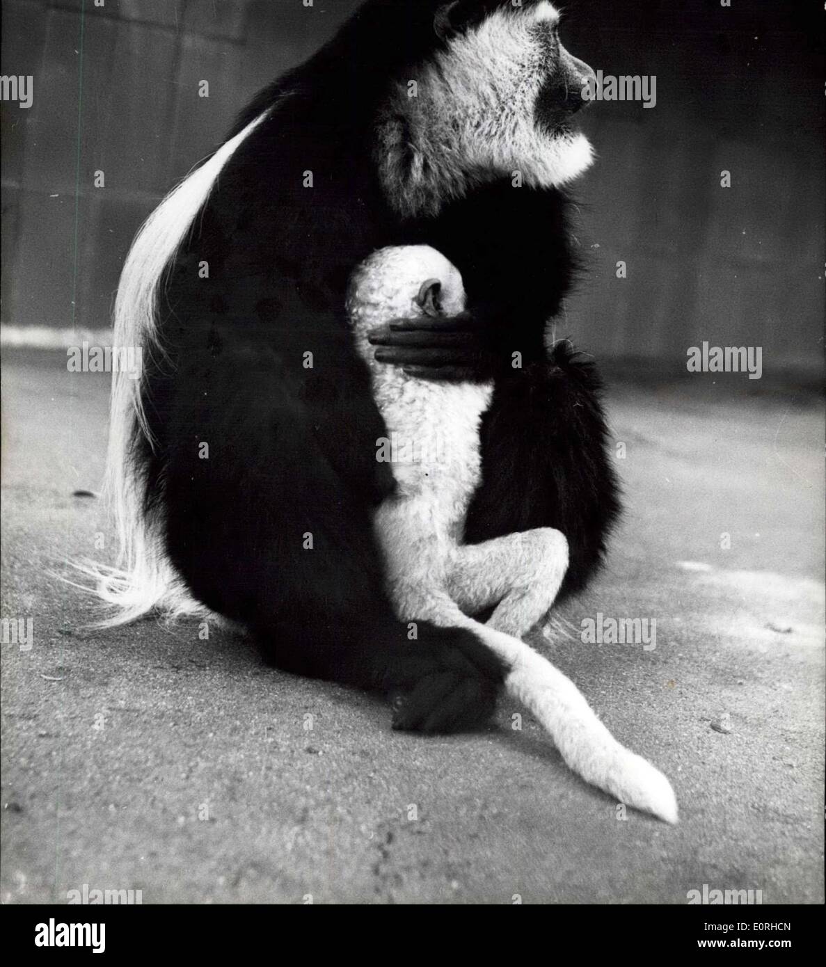 Lug. 31, 1959 - come piccoli cavalieri di qualche ordine , indossando lunghi camici bianchi, queste scimmie Suereza look. Questi più belle e Foto Stock