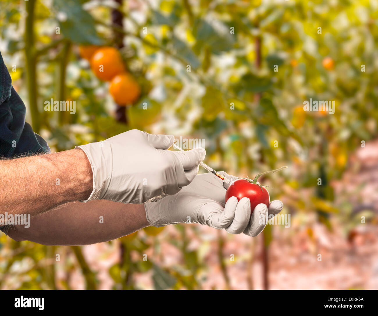 Scienza - alimenti geneticamente modificati concetto - scienziato di iniettare il fluido in un pomodoro all'aperto Foto Stock