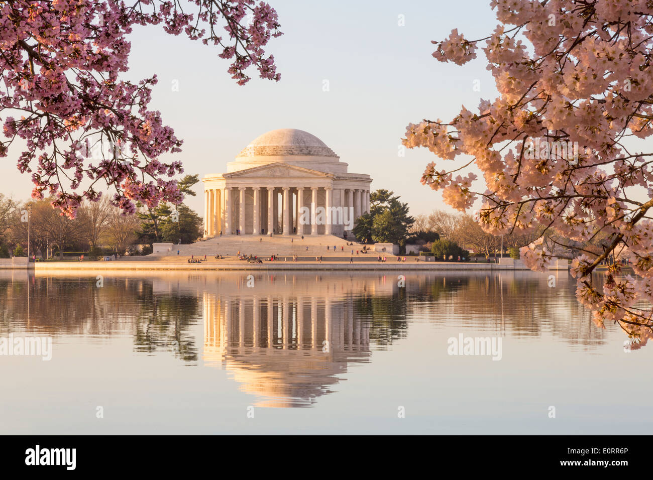 Washington DC - Jefferson Memorial, Washington DC e Tidal Basin, , STATI UNITI D'AMERICA - di rosa fiori di ciliegio, la mattina presto in primavera Foto Stock